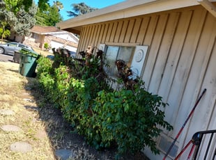 Cleanups by Juan Rodriguez for Brandon G. in Sacramento, CA