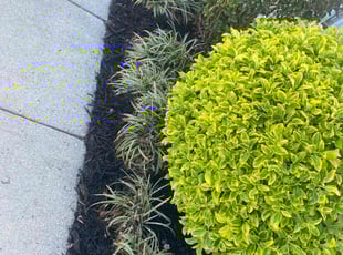 Mulching by Brandon Russell for Lynden F. in Suffolk, VA