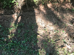 Cleanups by Kamonta Hackey for Frances W. in Washington, DC
