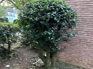Bush Trimming by Latonya Talley for Chris R. in Atlanta, GA