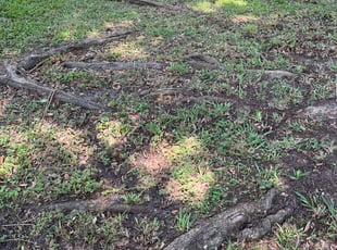 Leaf Removal by Nicole Ross for Daphne B. in Houston, TX