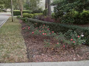 Bush Trimming by Christopher Harper for Flora R. in Gainesville, FL