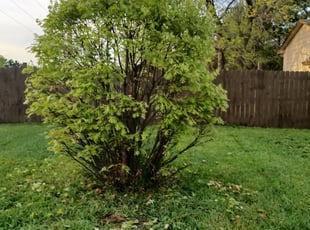 Bush Trimming by Abigial Klar for Emelda M. in Coon Rapids, MN