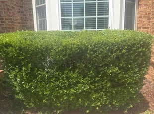 Jasmine F.'s Bush Trimming service result