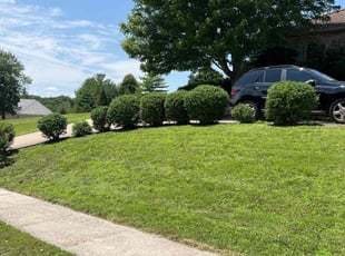 Bush Trimming by Dominick Baldwin for Kusai U. in Springfield, MO