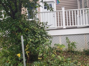 Bush Trimming by Jamil Hafeeza for Jim S. in Oaklyn, NJ