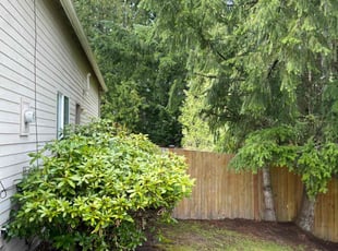 Bush Trimming by Anthony Jacob for Marco S. in Sammamish, WA