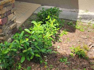 Bush Trimming by Sebastian Damaso for Justin H. in Ruskin, FL