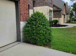 Bush Trimming by Gladis Carcamo for Adrian A. in Richmond, TX