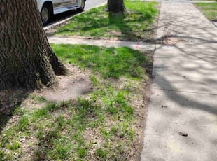 Leaf Removal by Clemente Ariza for Kalpana V. in Chicago, IL
