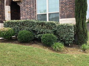 Cleanups by Miguel Garcia for Rosa L. in San Antonio, TX