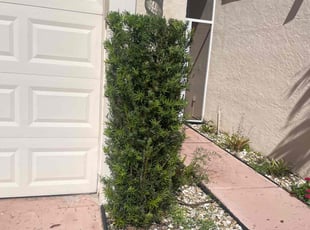 Bush Trimming by Charles Walton for Zan R. in Boynton Beach, FL