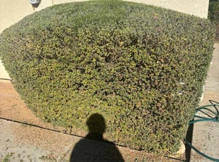 Bush Trimming by Sergio Laurean for Chris V. in Mesa, AZ