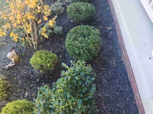 Bush Trimming by Bartolo Alvarez for LaShauna . in Upper Marlboro, MD