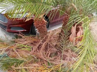 Bush Trimming by Sterlinne Jerome for Cassidy H. in North Port, FL