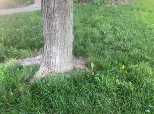 Cleanups by Joe Strese for Caitlin S. in Bennington, NE