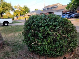 Bush Trimming by Timothy Steward for Angela B. in Edmond, OK
