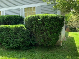 Bush Trimming by Hendri H for Brian B. in Columbus, OH