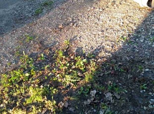 Cleanups by Rob Cordes for ANN F. in Minneapolis, MN