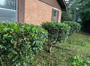 Bush Trimming by Brian McClellan for Sue W. in Columbus, GA