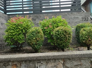 Bush Trimming by Rebecca Montague for Rochelle B. in Seattle, WA