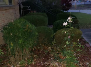 Bush Trimming by Marie Torres for Quatyia G. in High Point, NC