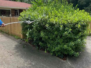 Bush Trimming by Latonya Talley for Allen M. in Decatur, GA