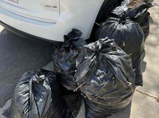 Cleanups by Tom Davis for Alexis P. in Denver, CO