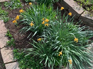 Landscaping by Taja Willis for Martha M. in Toledo, OH