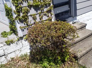 Bush Trimming by Matt Webb for Harold W. in Scranton, PA