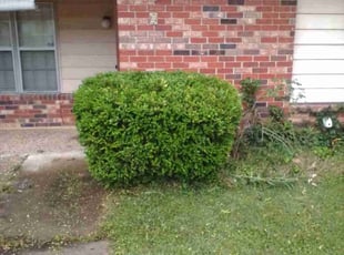 Bush Trimming by Eugene Davis for Matthew L. in Sherwood, AR