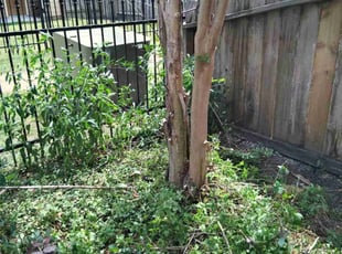 Bush Trimming by Gabriel Pearson for Jessica W. in Missouri City, TX