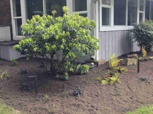 Bush Trimming by Edonelio Ramirez for Gregory S. in Bellevue, WA