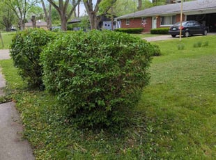 Bush Trimming by Jeremy Stephens for Brianna H. in Indianapolis, IN