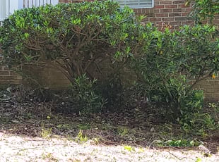 Landscaping by Anthony Massey for Grace C. in Greensboro, NC