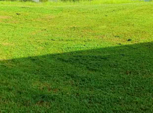 Tamara W.'s Lawn Mowing Service service result