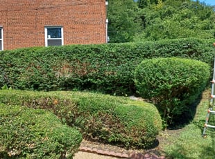 Bush Trimming by Jose Paz for Richard M. in Washington, D.C., DC