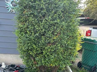 Bush Trimming by Johanny Rodriguez Pineda for India W. in Aurora, CO