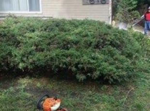 Bush Trimming by Clemente Ariza for Delois A. in Chicago, IL