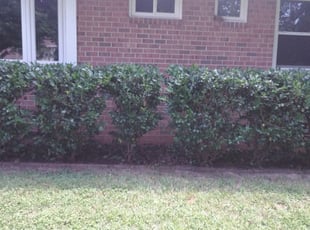 Bush Trimming by Michael Campbell for Marie H. in Mechanicsville, VA