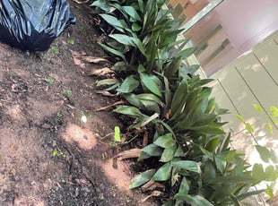 Leaf Removal by Herschell Bradley for Adam H. in Tallahassee, FL