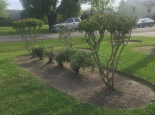 Bush Trimming by Dapanion Baszile for Maxine B. in Houston, TX