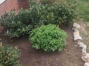 Weeding by Allan Roberts for Harika C. in Arlington, VA