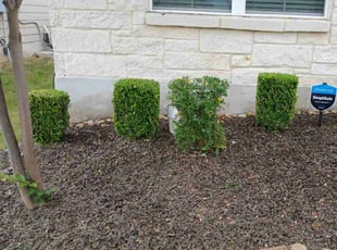 Bush Trimming by Vincent Vasquez for Phyllis B. in San Antonio, TX