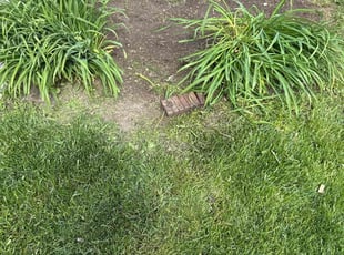 Weeding by Luis Contreras for Mary R. in Fishers, IN