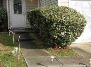 Bush Trimming by Mark Redden for Leshandra M. in Decatur, GA
