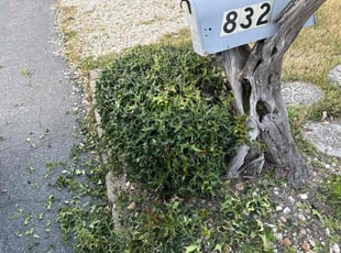 Bush Trimming by Steven Moreira for Josh H. in Virginia Beach, VA