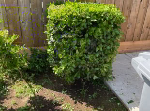 Bush Trimming by Eddie E for Erielle F. in Clovis, CA
