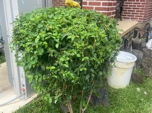 Bush Trimming by Mariah Mercado for Robert D. in Wilmington, DE