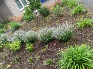 Weeding by Irvin Lopez for Sharon P. in Nashville, TN